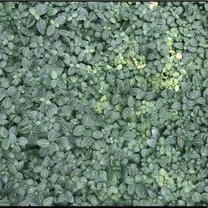 Meet your Posher, Collin